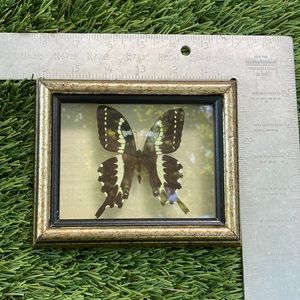Framed Real Butterfly